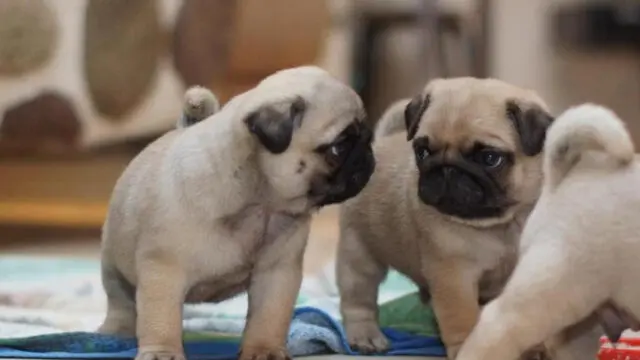 19723121614_3432b13d73_b___single_856_570