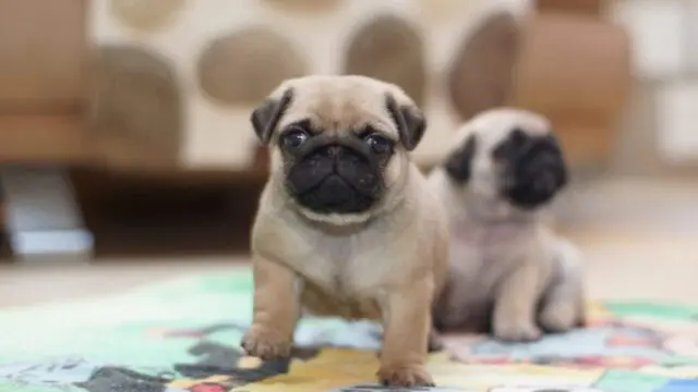 19724844503_2c82dfe56b_b___single_856_570