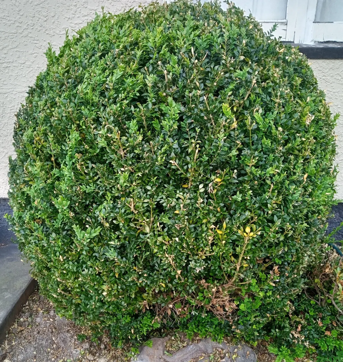 Buxus1