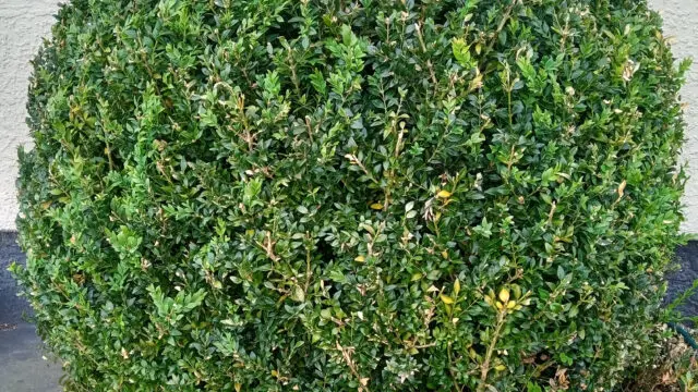 Buxus1