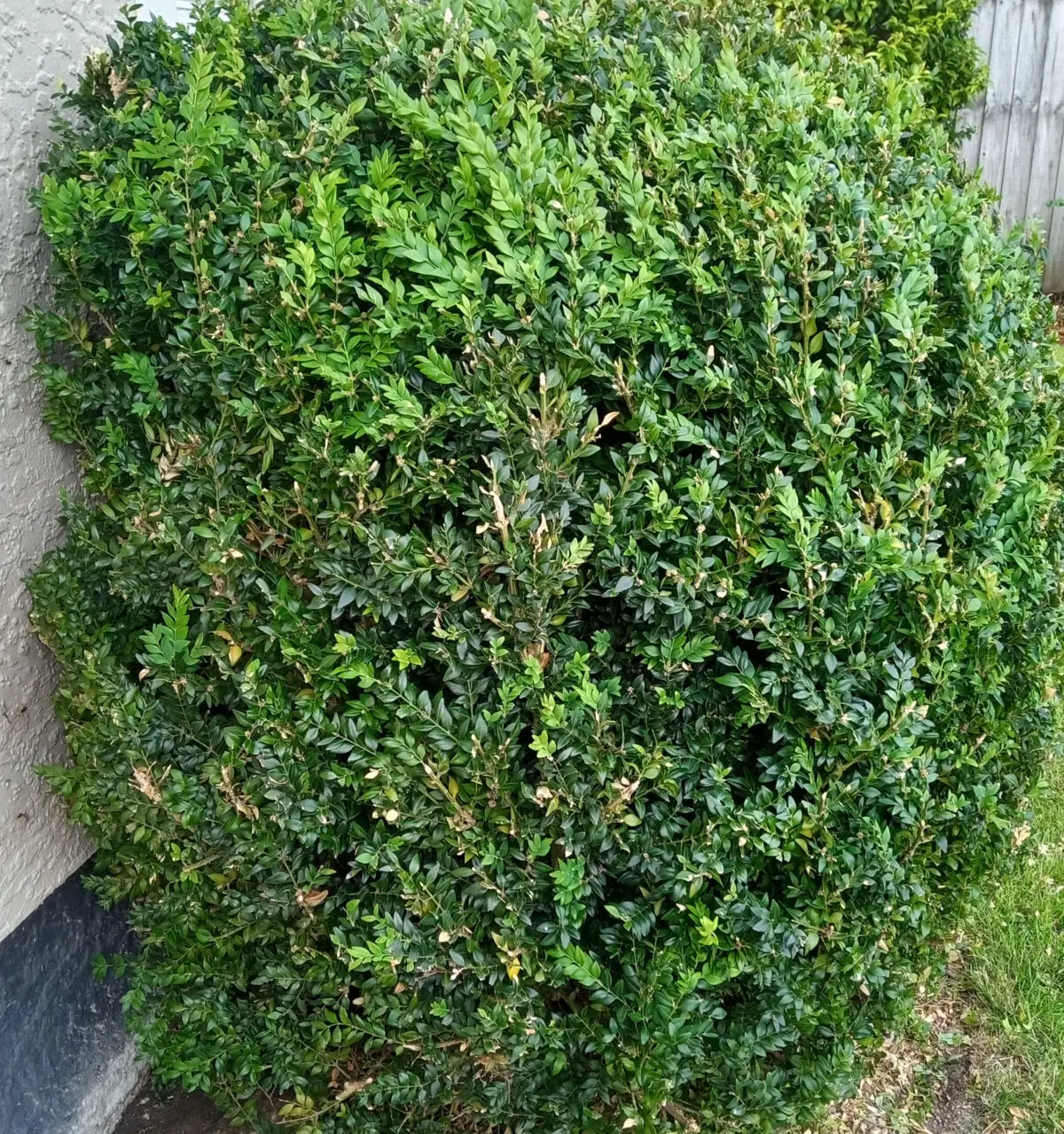 Buxus2