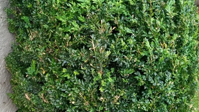 Buxus2