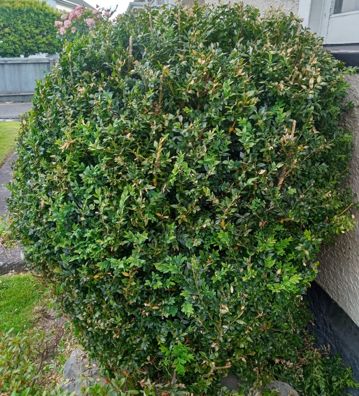 Buxus3