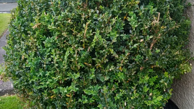 Buxus3